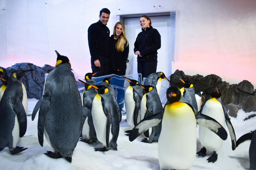 인클로저 내부의 눈 덮인 표면에서 펭귄 무리 사이에 세 사람이 미소를 짓고 서 있습니다.