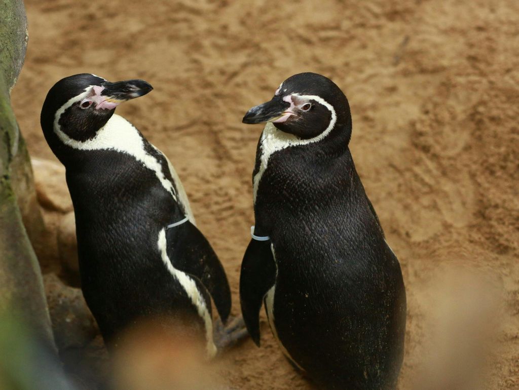 하얀 얼굴 표시가 있는 두 마리의 펭귄이 갈색 모래 표면에 서서 서로 마주보고 있습니다.