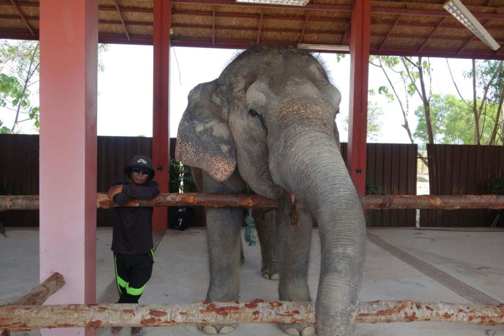선글라스와 모자를 쓴 사람이 대피소 안에 있는 커다란 코끼리 옆의 나무 울타리에 기대어 있습니다.