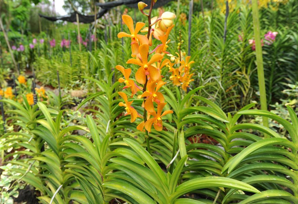 푸른 잎이 우거진 정원에서 자라는 오렌지색 난초를 배경으로 더 많은 난초가 자랍니다.