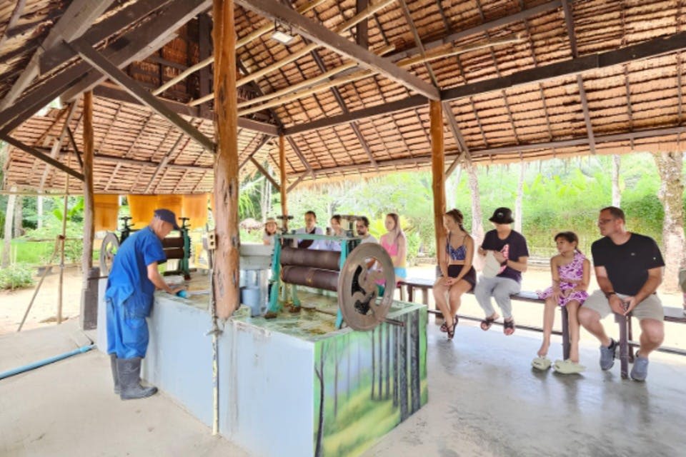 나무에서 채취한 수액으로 고무 시트가 어떻게 만들어지는지 관찰합니다.