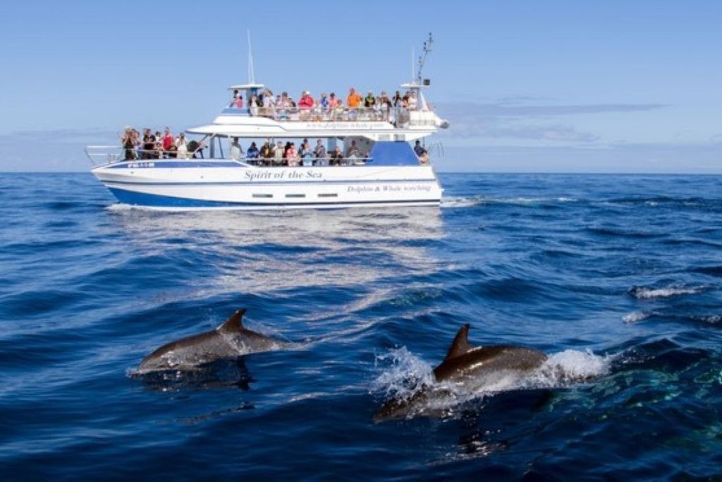 아비스타미엔토 데 델피네스 데스데 라 큐비에르타 델 스피릿 오브 더 씨