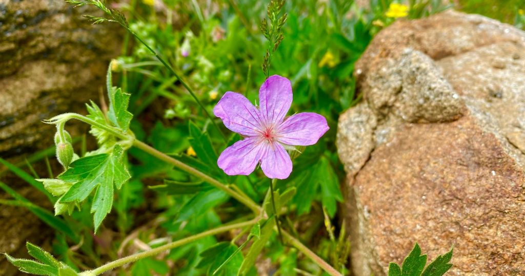 5개의 꽃잎이 있는 활기찬 보라색 꽃이 푸른 단풍과 자연스러운 야외 환경에서 바위 사이에서 자랍니다.
