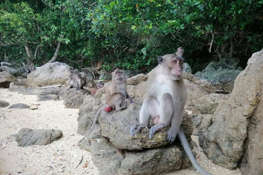원숭이 섬에서 재미있는 원숭이를 관찰하고 모험에 재미를 더하세요.