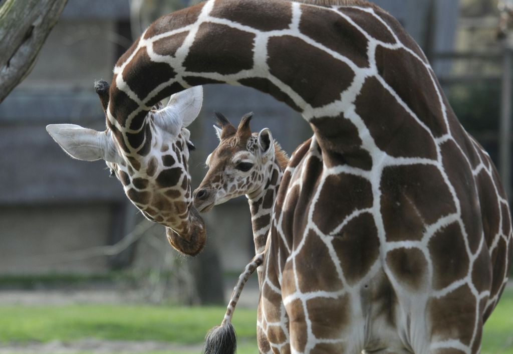 자연스러운 야외 환경에서 갈색과 흰색 패턴의 코트로 아기 기린을 괴롭히는 성인 기린.