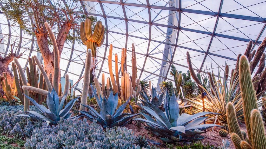 격자 모양의 금속 프레임워크가 있는 유리 돔형 온실 내부에는 다양한 높이의 선인장과 다육식물이 있습니다.