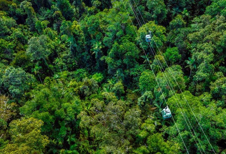 두 대의 케이블카가 울창하고 푸른 숲 위를 운행합니다.