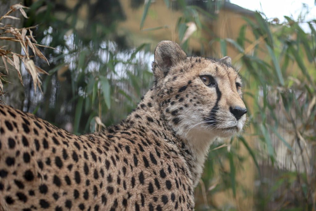 와일드캣 센터의 치타 사미