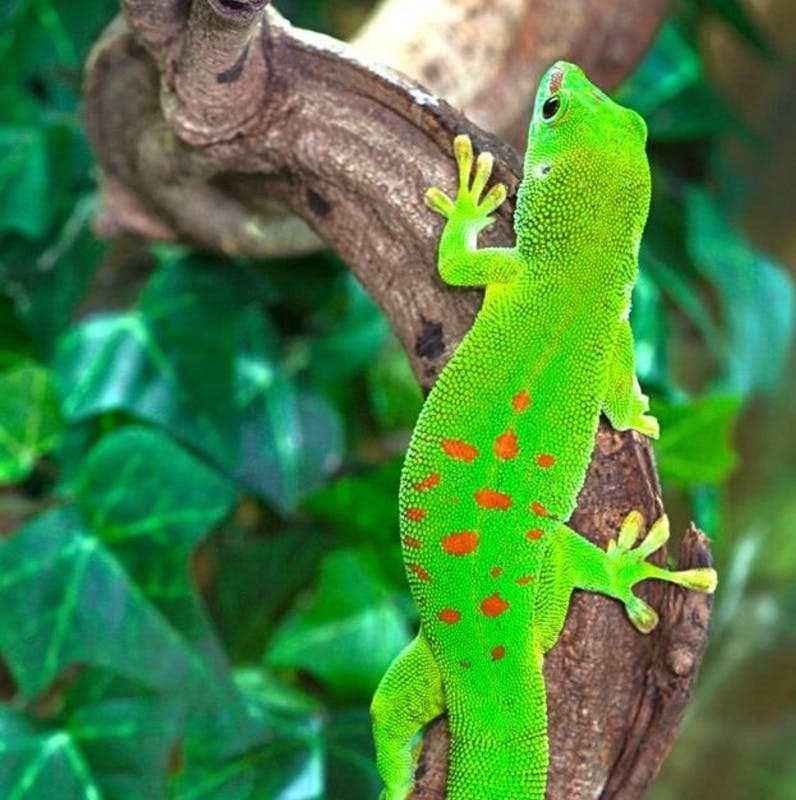 붉은 반점이 있는 녹색 도마뱀붙이가 녹색 나뭇잎으로 둘러싸인 나뭇가지에 올라갑니다.