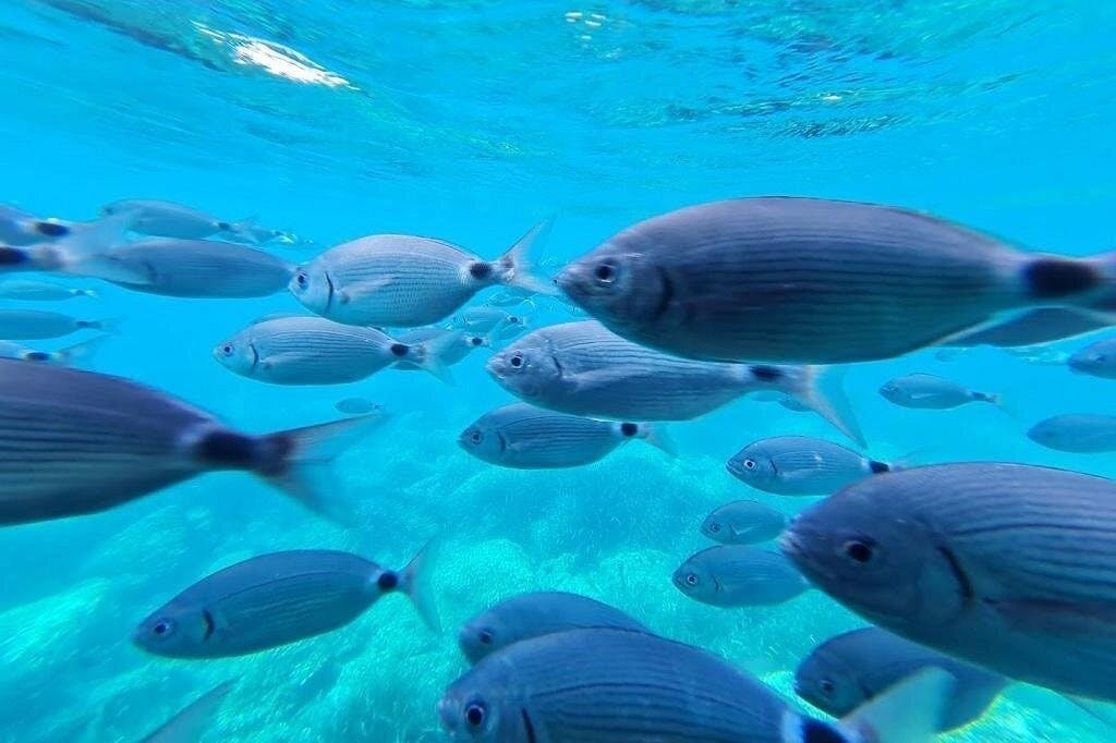은빛 물고기가 맑고 푸른 바닷속을 헤엄치는 학교.