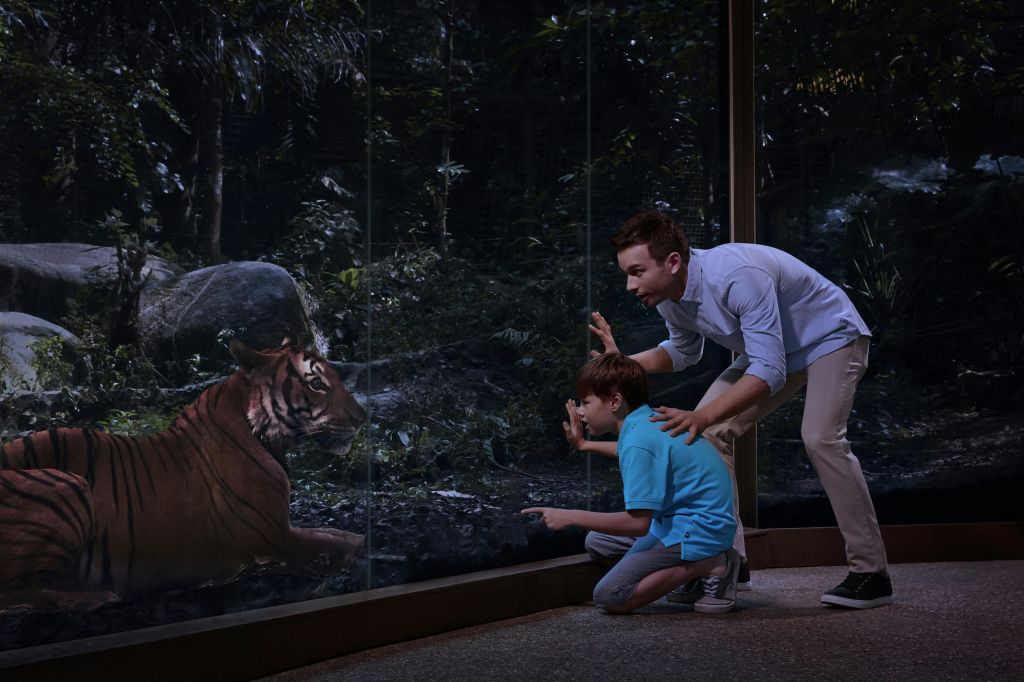 희미하게 빛나는 정글 전시관에서 한 남자와 한 소년이 유리로 된 인클로저를 통해 호랑이를 감상하고 있습니다.