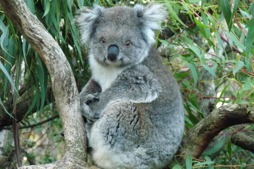 Koala Conservation Centre - look for koalas in their natural habitat from tree top boardwalks