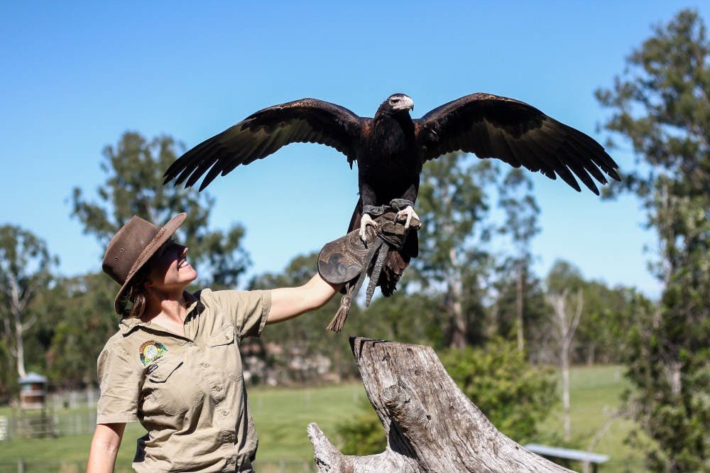 레이디스 암에 대형 독수리