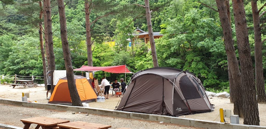 샘 골 솔밭 야영장