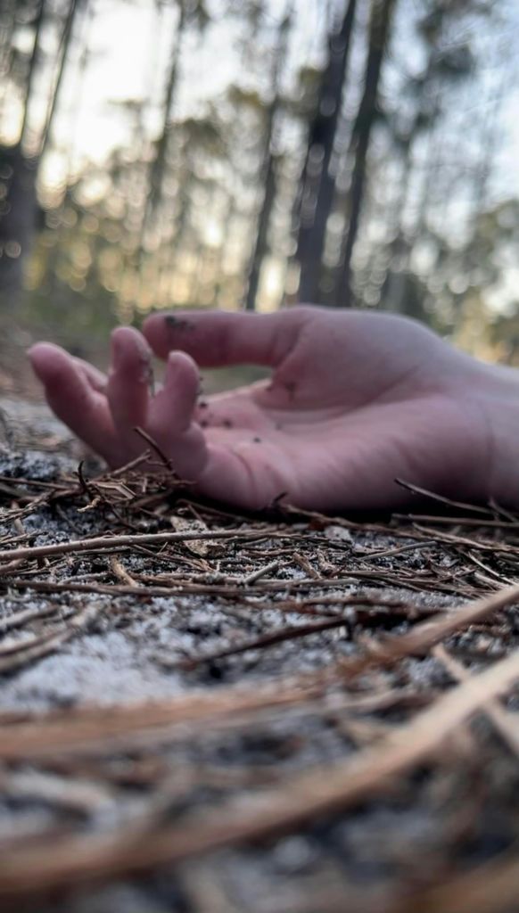 소나무 바늘로 덮인 숲 바닥에 손이 놓여 있으며, 배경에는 흐릿한 나무가 있습니다.