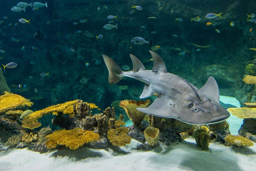 보우머스 기타피쉬