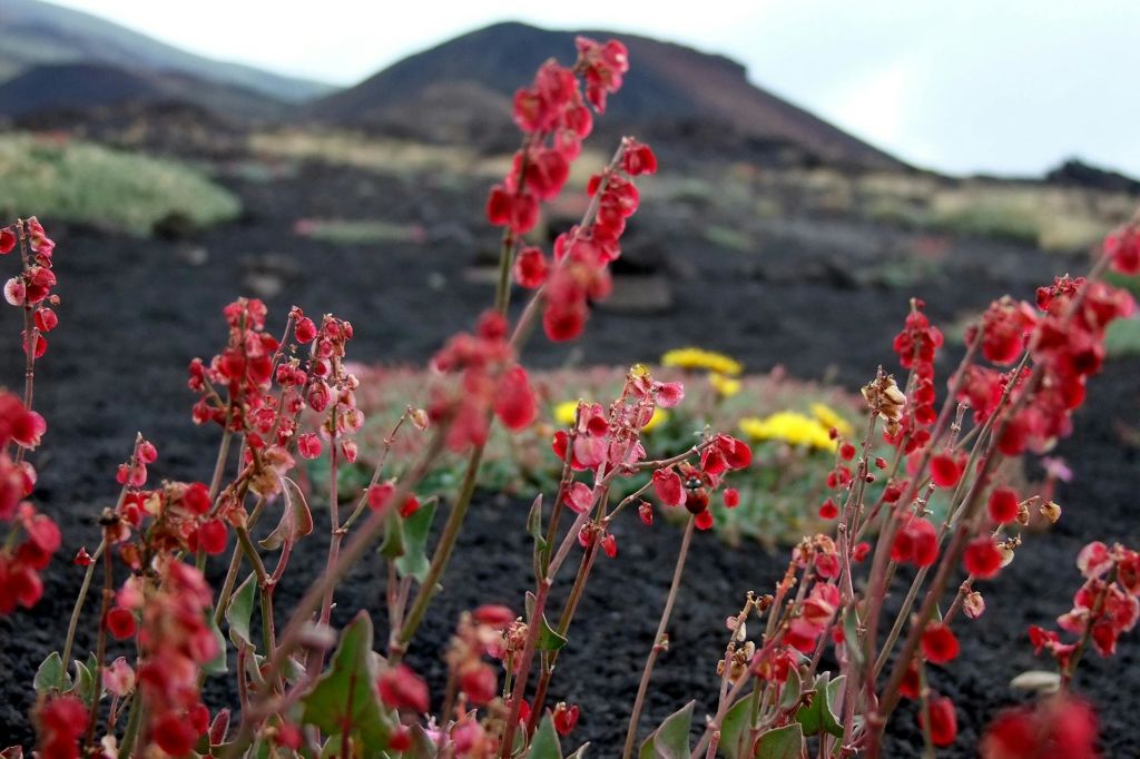 Rumex scutatus aetnensis