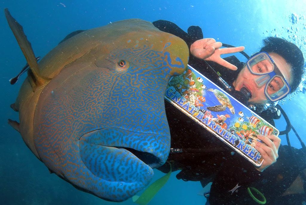 "Great Barrier Reef" 표지판을 들고 있는 수중 다이버가 크고 화려한 물고기와 함께 사진을 찍고 있습니다.