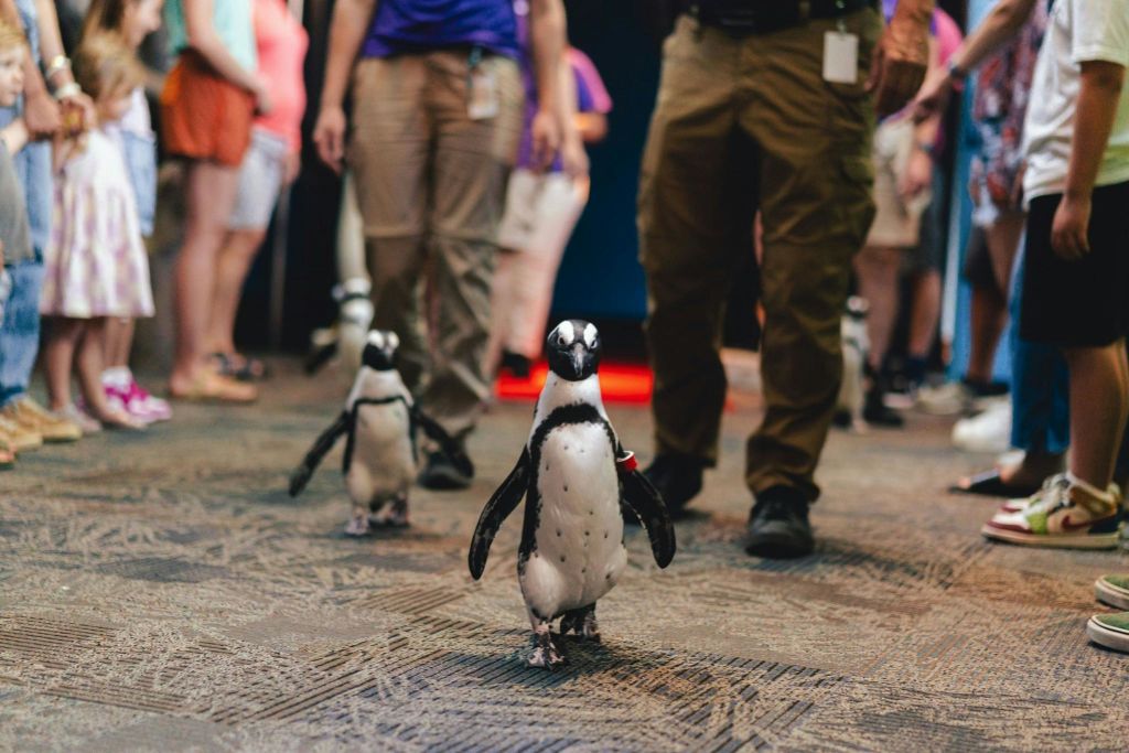 리플리스아쿠아리움오브더스모키스