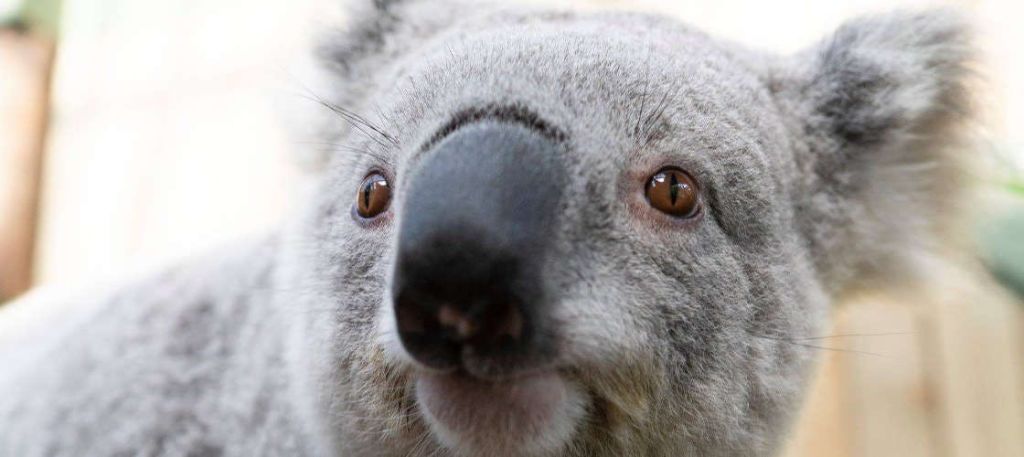 코알라의 얼굴을 클로즈업하여 검은 코, 갈색 눈, 회색 털을 보여줍니다.