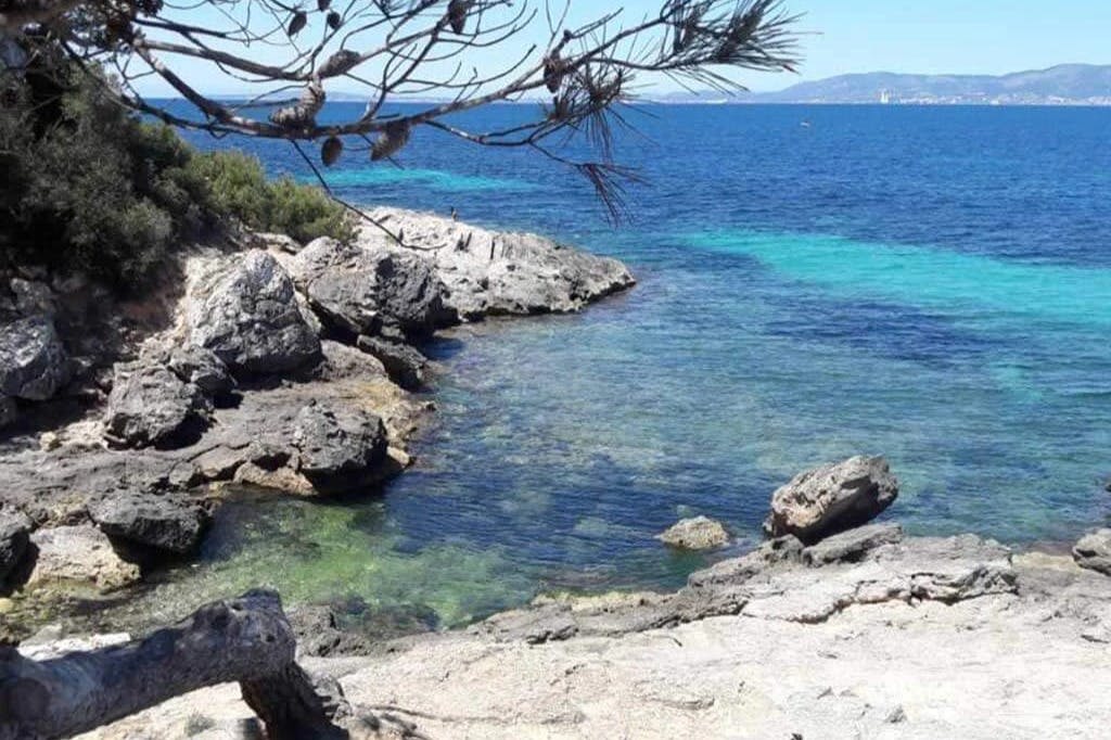 맑고 푸른 물이 흐르는 바위 해안선, 앞쪽에 희박한 가지가 있는 나무, 지평선에 있는 먼 땅.