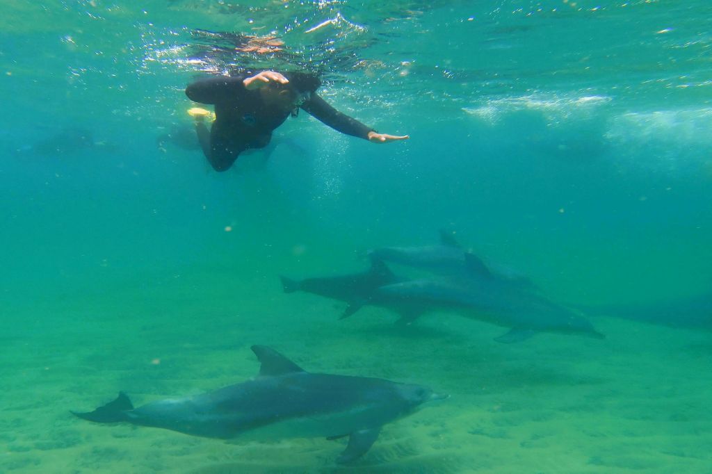 4시간 수영 투어에서 돌고래를 보장합니다.