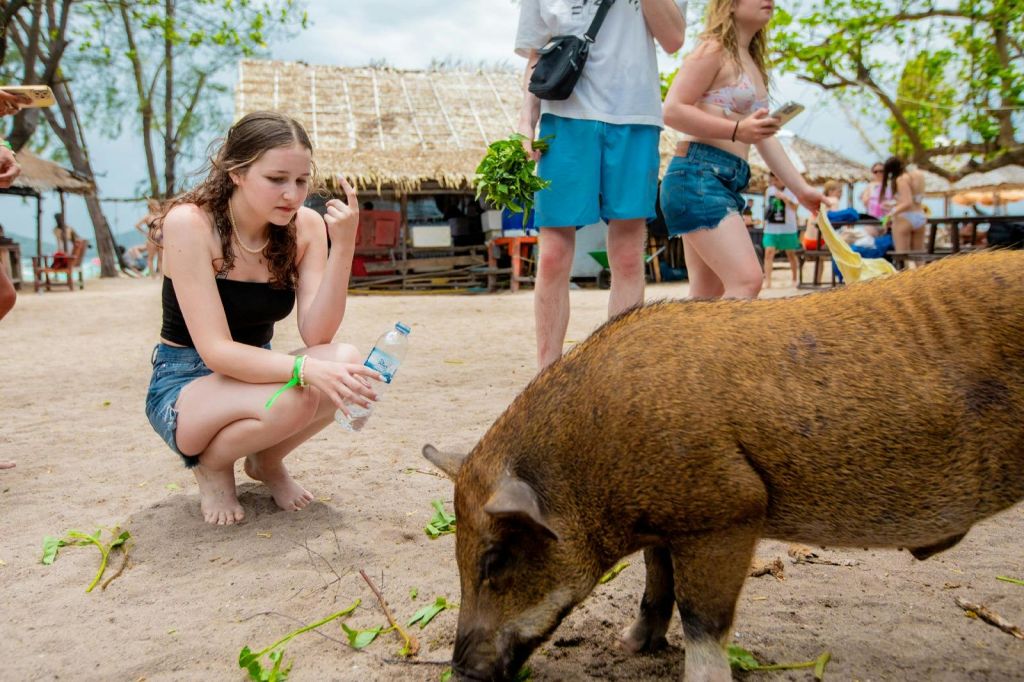 탄 & 피그 제도: 가이드와 함께하는 코사무이 스피드보트 투어 + 핑크 돌고래 관찰