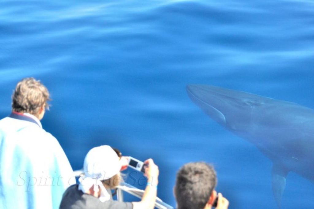 El avistamiento de ballenas es una experienceia única para toda la familia