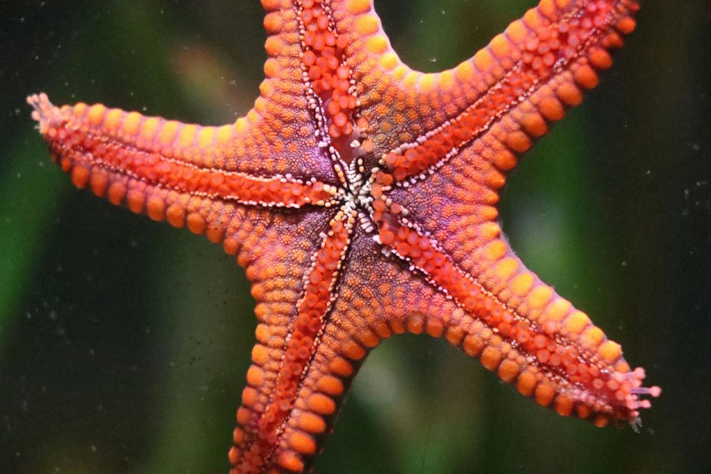 미친아쿠아리움과달라하라