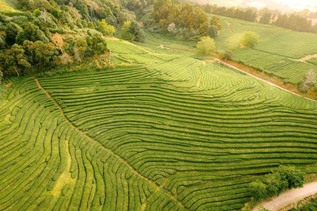 작물과 주변 나무가 깔끔하게 정돈된 울창한 계단식 밭의 공중 전망.