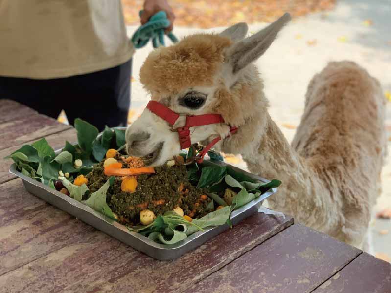 알파카 앙제와 황금색 왼발