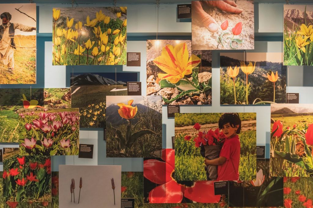 활기찬 튤립과 자연 풍경, 어린이가 꽃을 들고 있는 모습을 담은 콜라주 사진이 연한 파란색 벽에 전시되어 있습니다.