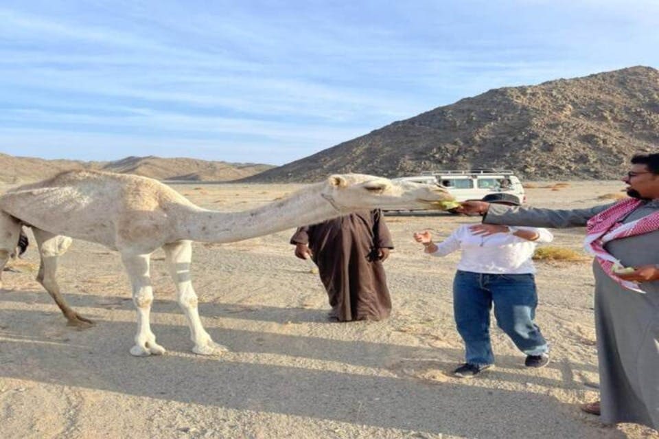 마르사알람의 낙타