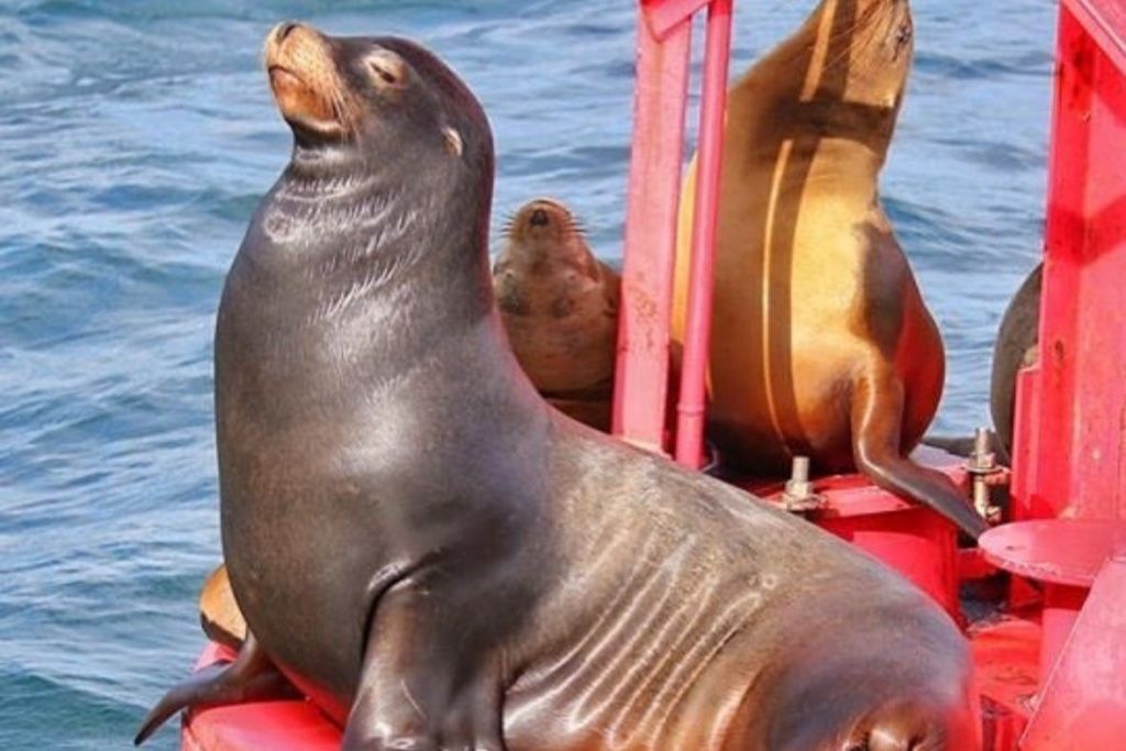 로스앤젤레스 웨스트하버 항구 투어