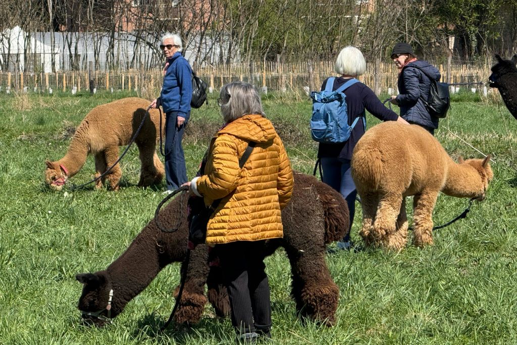 나무와 울타리를 배경으로 방목하는 알파카의 목줄을 잡고 잔디밭에 서 있는 사람들.