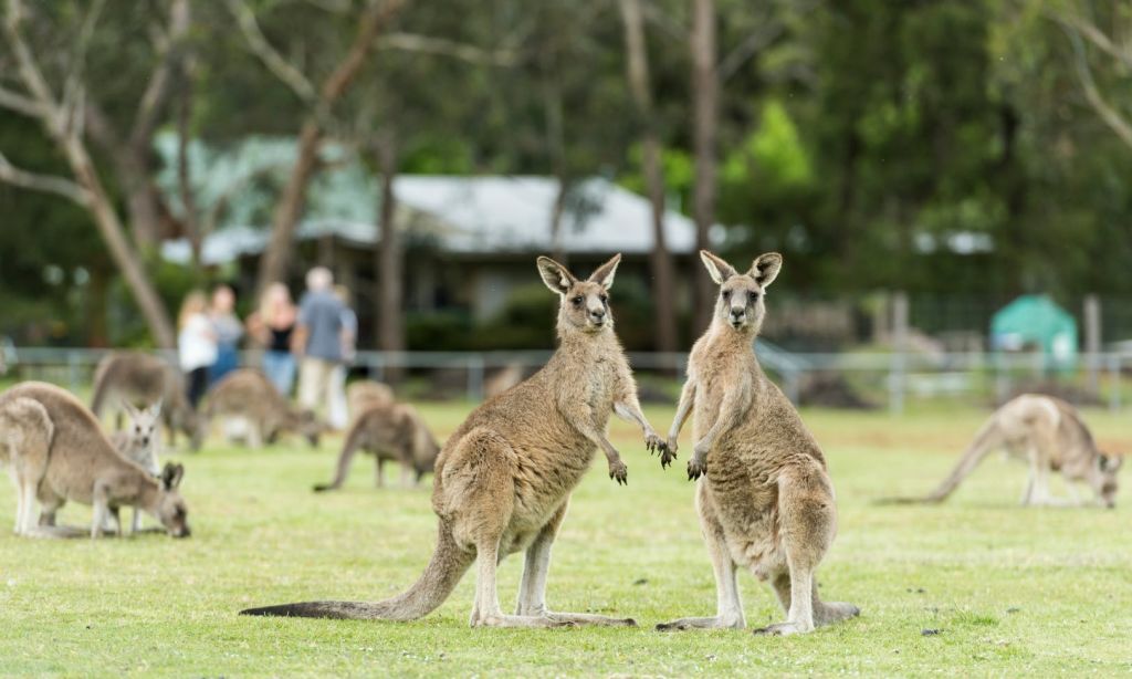 나무와 건물 근처를 배경으로 흐릿한 사람들과 더 많은 캥거루가 잔디밭에 서 있는 두 마리의 캥거루.