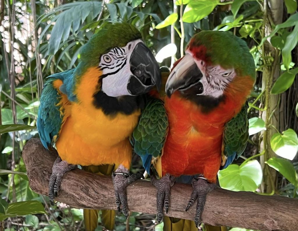 푸른 단풍이 우거진 나뭇가지 위에 다채로운 앵무새 두 마리가 자리잡고 있습니다.