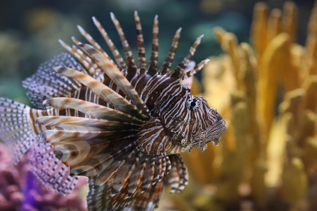 리플리스아쿠아리움오브머틀 비치