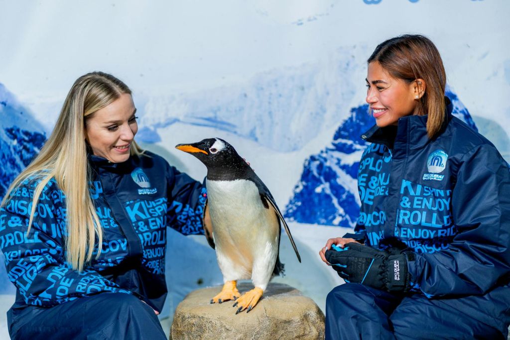 파란 재킷을 입은 한 여성이 눈 덮인 산을 배경으로 바위에 앉아 있는 펭귄 옆에 앉아 있습니다.