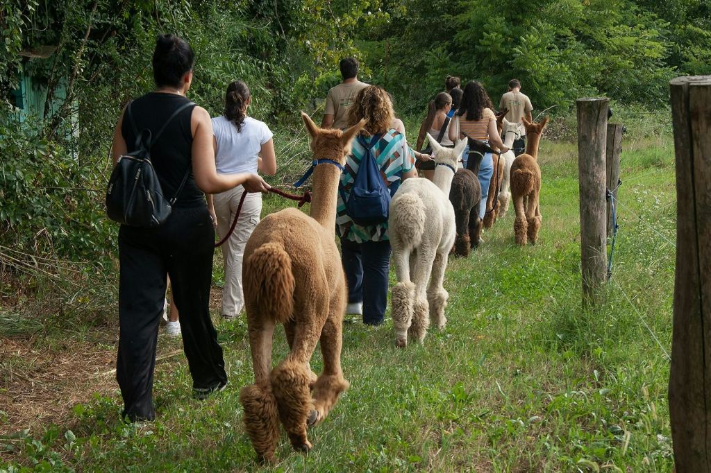 한 무리의 사람들이 녹음으로 둘러싸인 잔디가 우거진 길을 따라 알파카를 거닐고 있습니다. 알파카는 목줄로 안내되는 다양한 색상입니다.