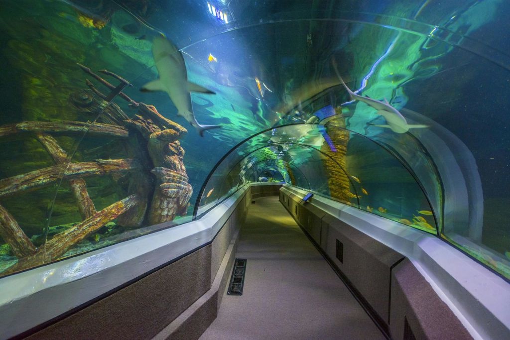 활기찬 수생 식물과 고대 난파선 구조물로 둘러싸인 상어와 물고기가 헤엄치는 수중 터널.