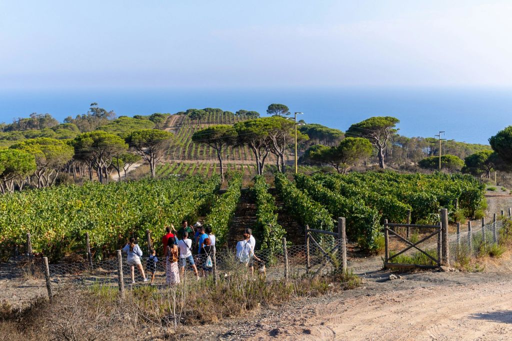 Gruppo di persone in visita al vigneto di Poggio Turco alle Ripalte, nel comune di Capoliveri