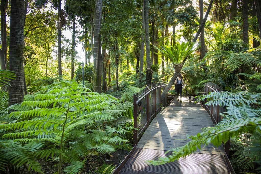 숲이 우거진 지역의 울창한 푸른 양치식물과 높은 나무로 둘러싸인 나무길을 걷는 사람.