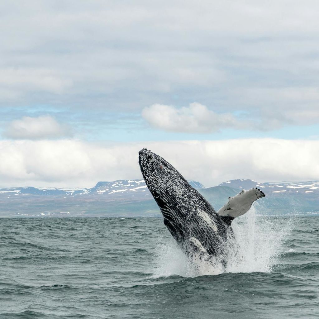 혹등고래가 흐린 하늘과 눈 덮인 먼 산을 배경으로 바다에서 뛰어내립니다.