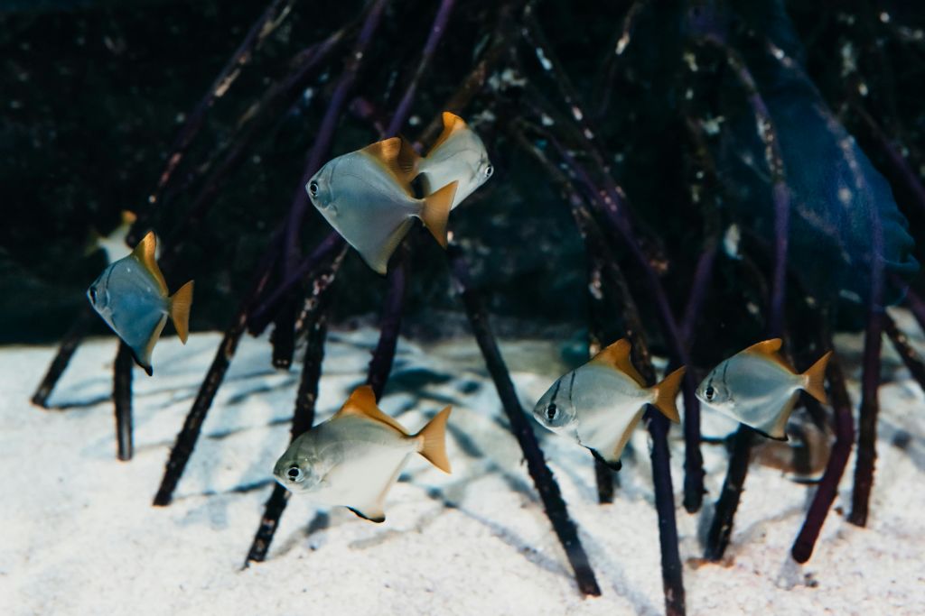 나뭇가지가 짙은 모래 바닥의 수족관을 배경으로 오렌지색 지느러미가 있는 물고기 몇 마리가 헤엄을 치고 있습니다.