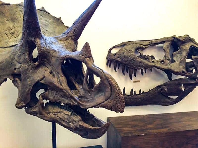 박물관에는 두 마리의 공룡 두개골이 전시되어 있습니다. 왼쪽에는 트리케라톱스, 오른쪽에는 육식 공룡이 전시되어 있습니다.
