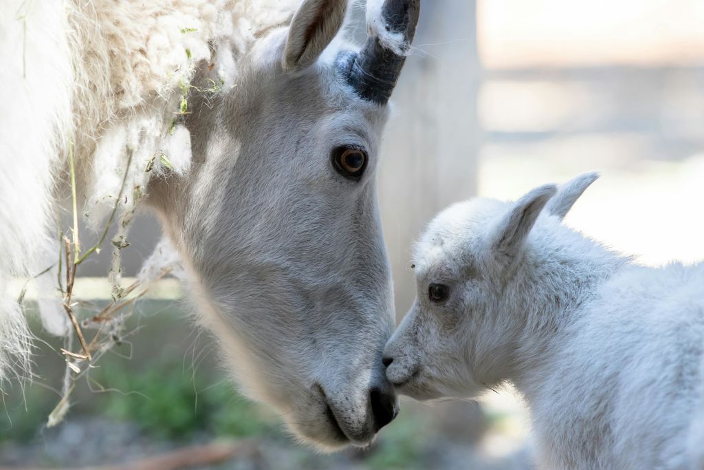 산양과 아이가 서로 얼굴을 마주 보며 부드러운 표정을 짓는 클로즈업.