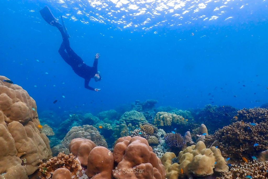 스노클링과 수중 낙원 탐방