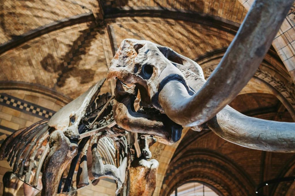 털북숭이 매머드 골격