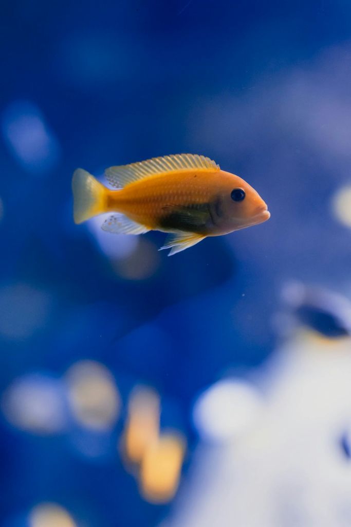 노란색 꼬리와 지느러미가 있는 작은 주황색 물고기가 흐릿한 파란색 배경으로 헤엄치고 있습니다.